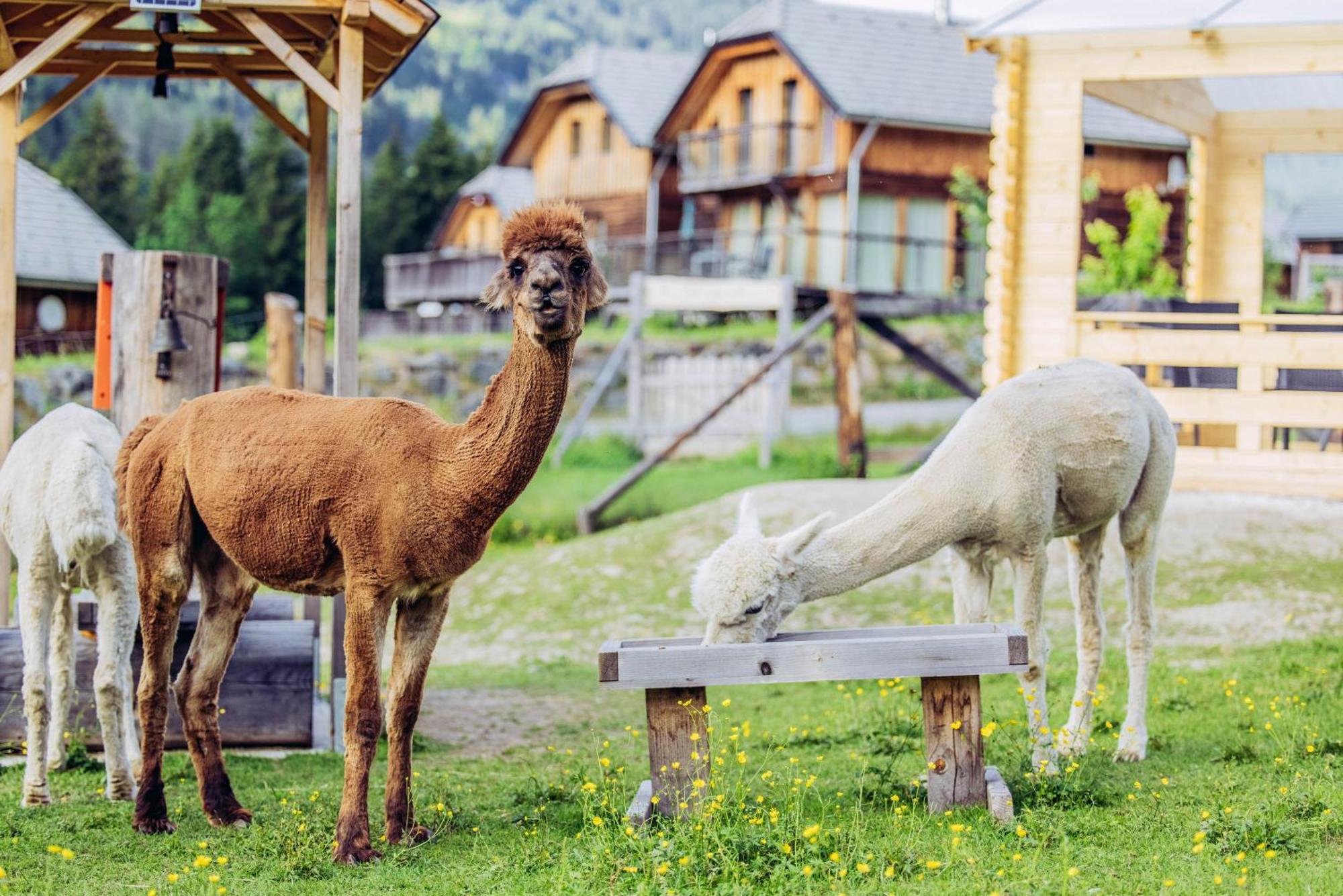 Alpenchalet Alpakablick Sankt Lorenzen ob Murau Kültér fotó